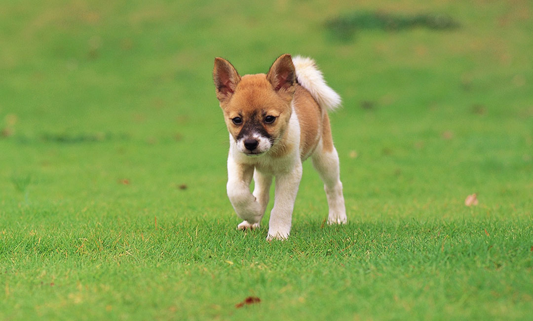 和田叮叮宠物商业计划书案例